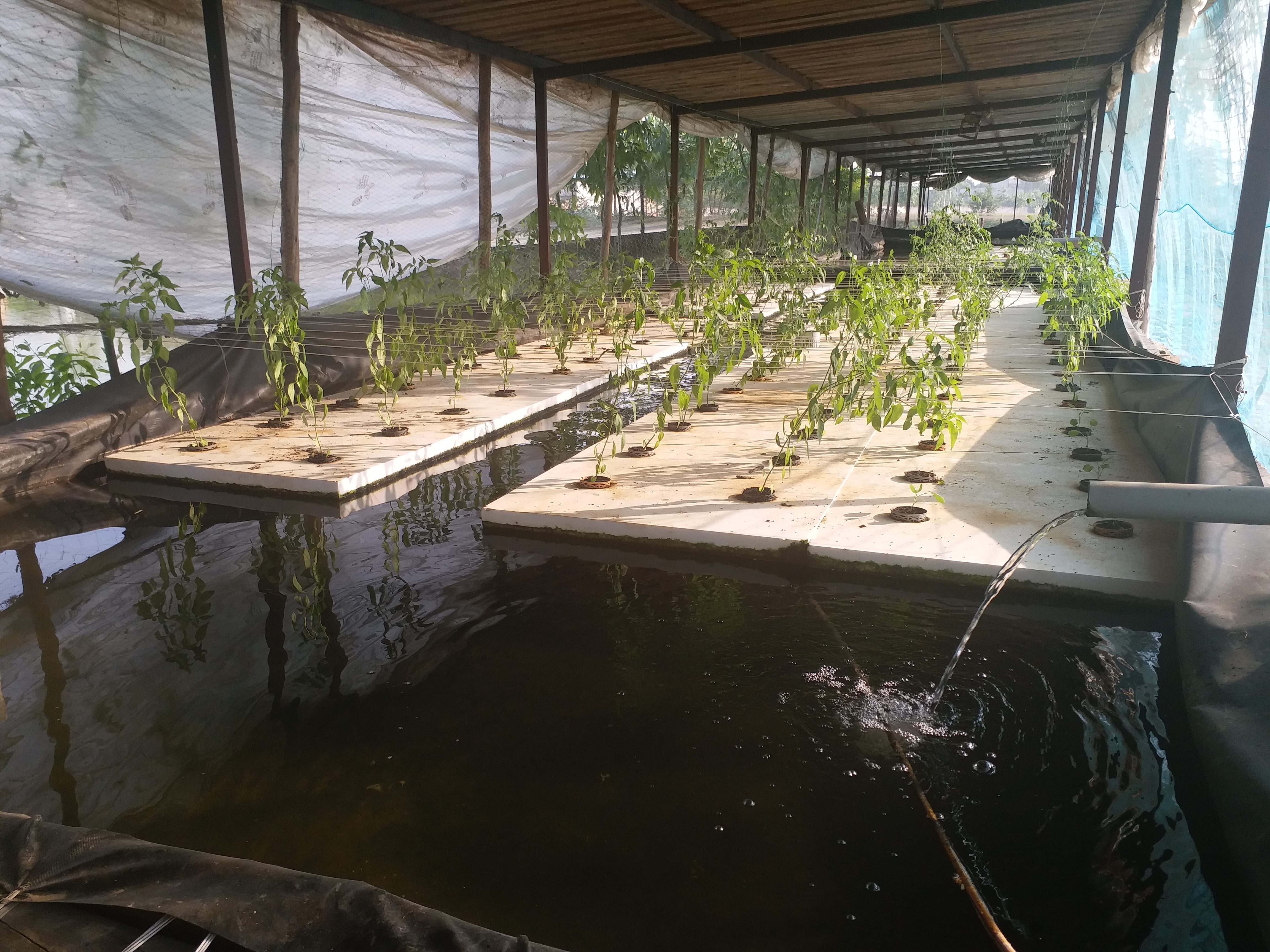 aeroponic technology with fish farming