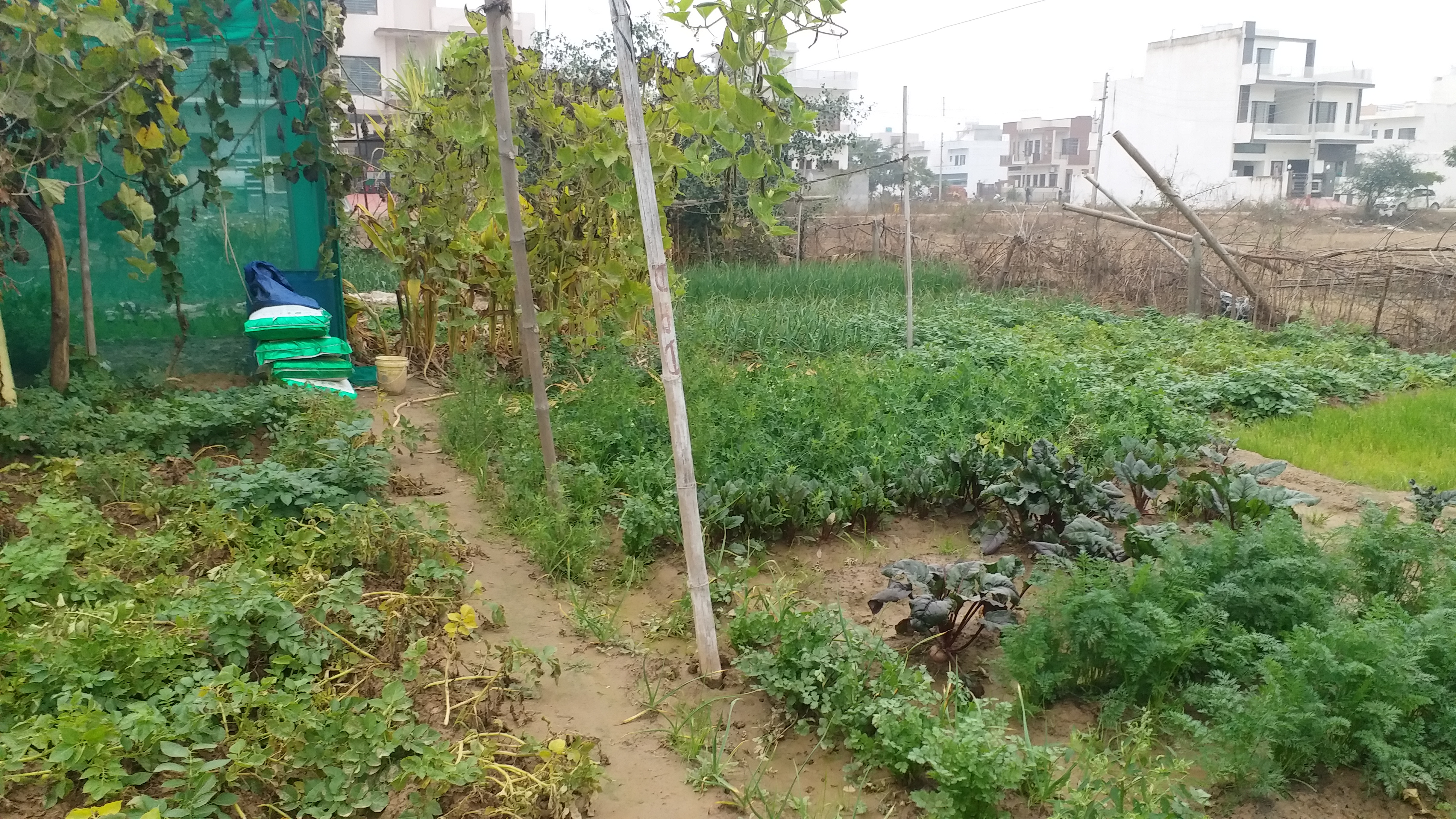 organic farming in Kurukshetra