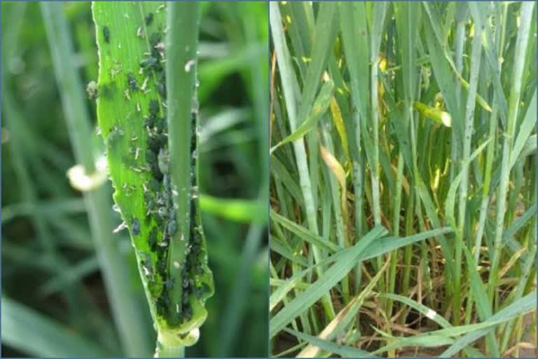 Tela insect in wheat crop in Haryana