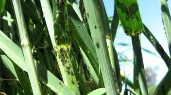 Tela insect in wheat crop in Haryana