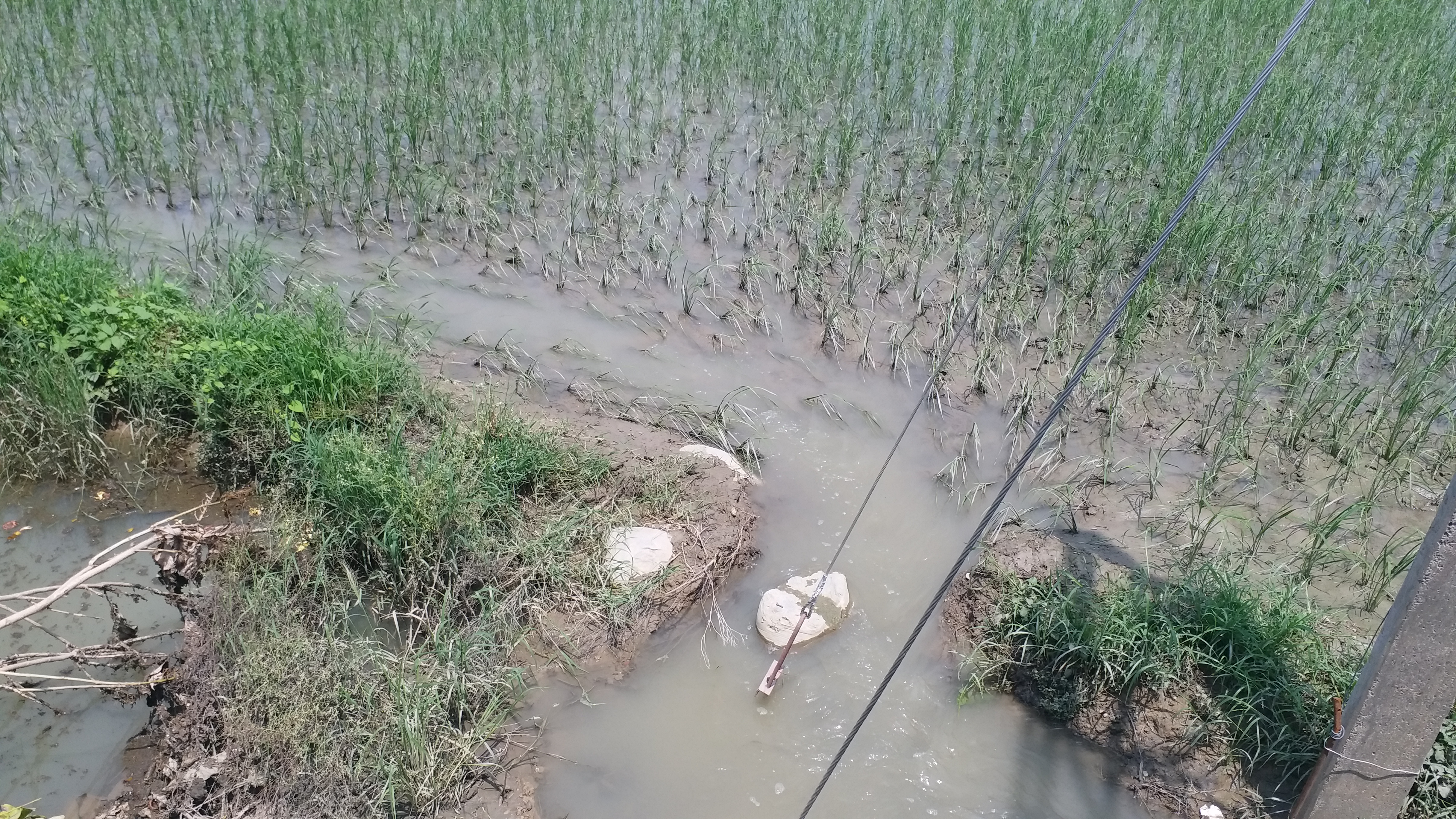 Crop destroyed due to waterlogging in Karnal