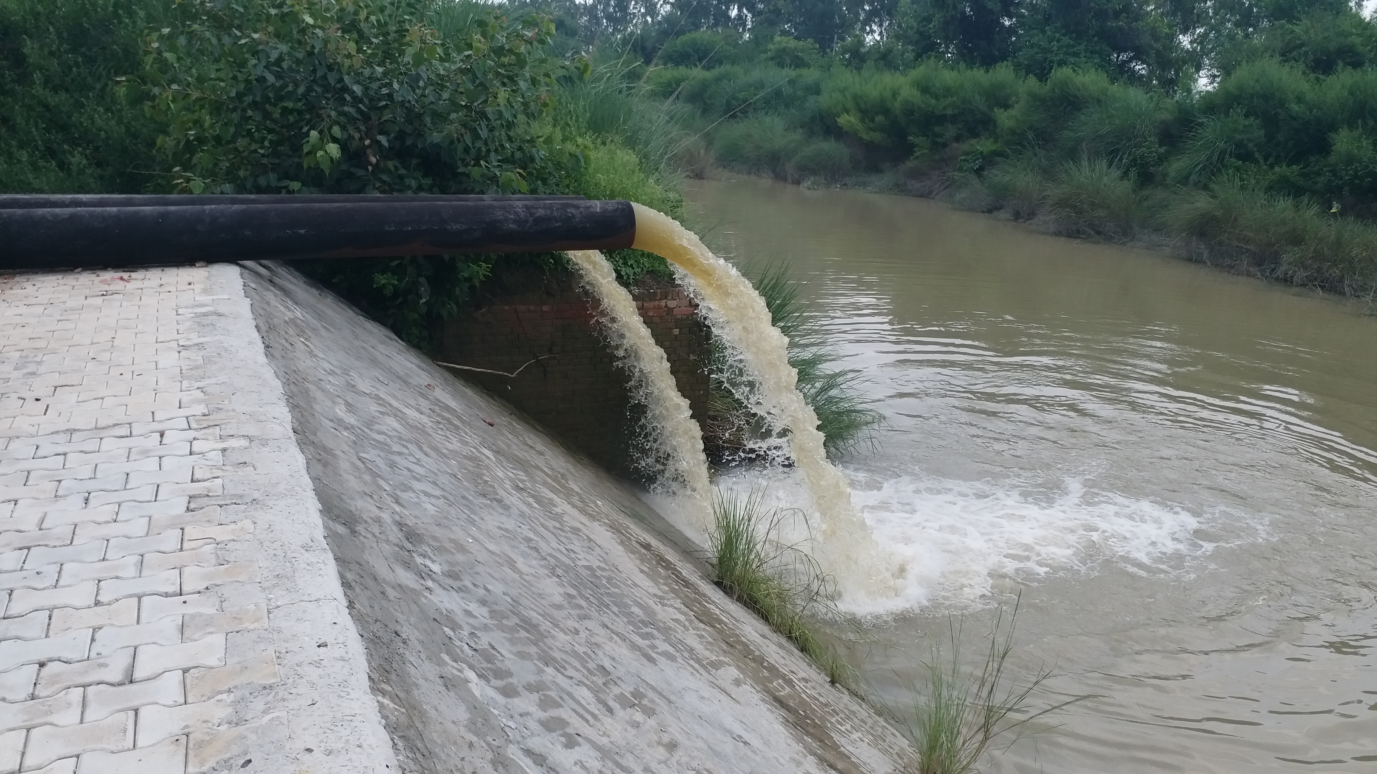 Crop destroyed due to waterlogging in Karnal