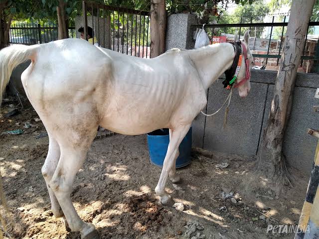 horses infected with Glander in Jind