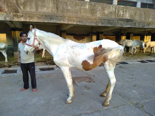 horses infected with Glander in Jind