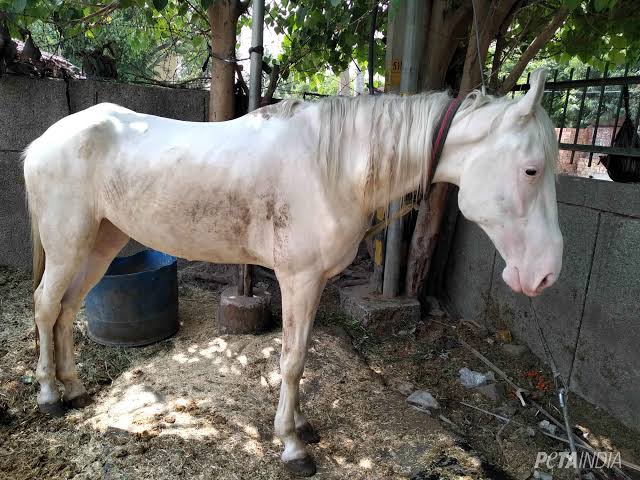 horses infected with Glander in Jind