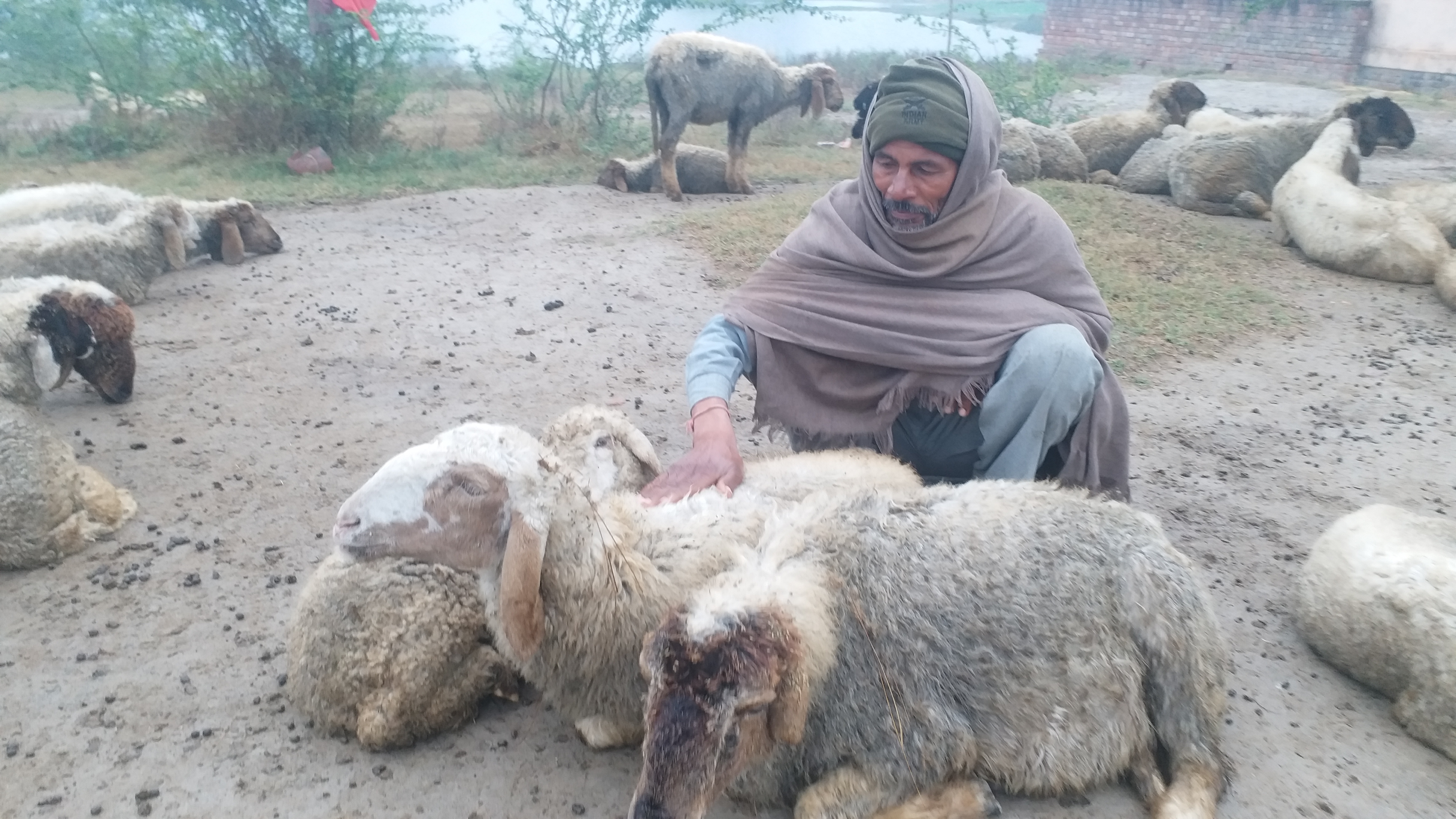 Shepherd society in karnal