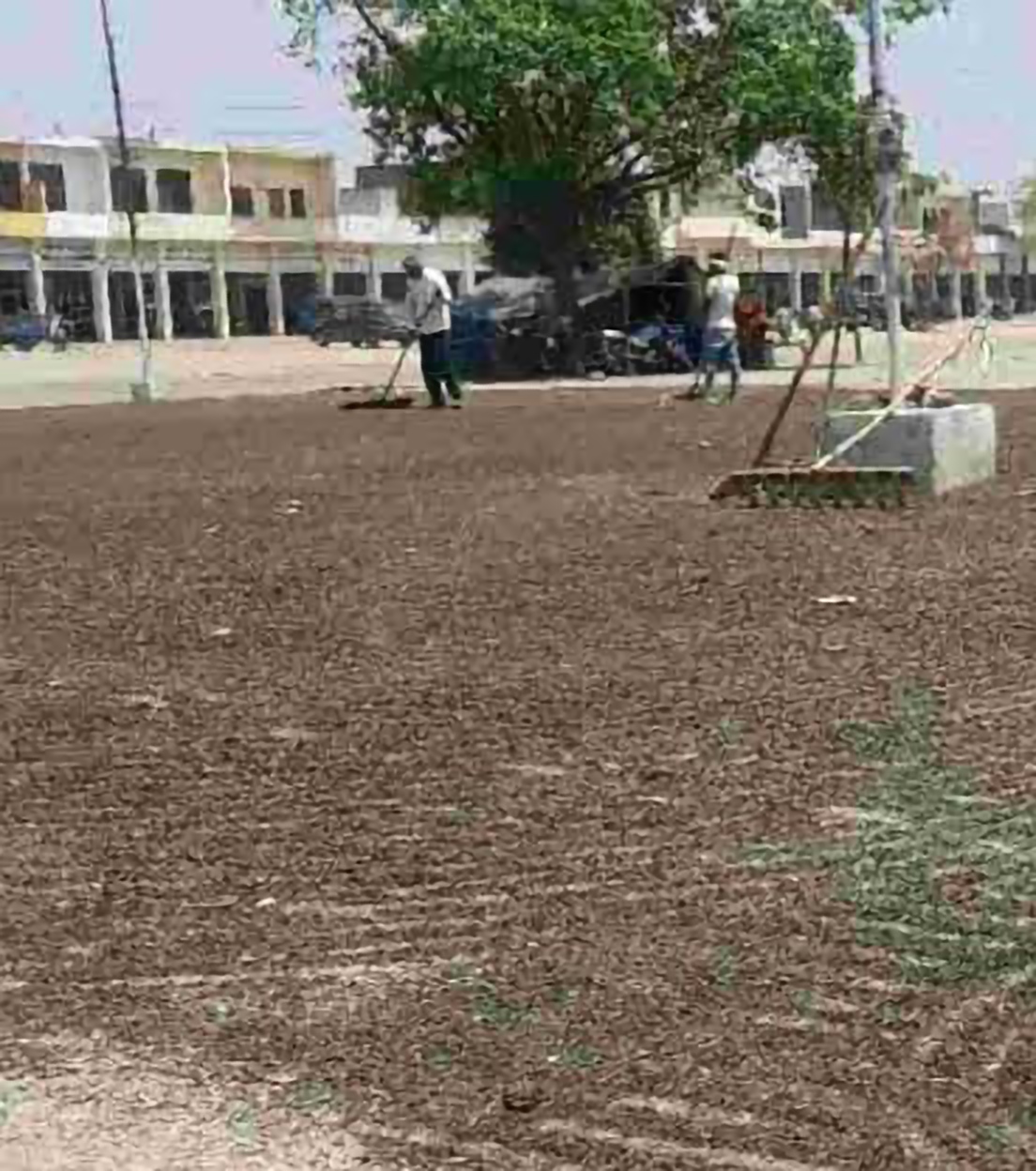 Sunflower farming in Haryana