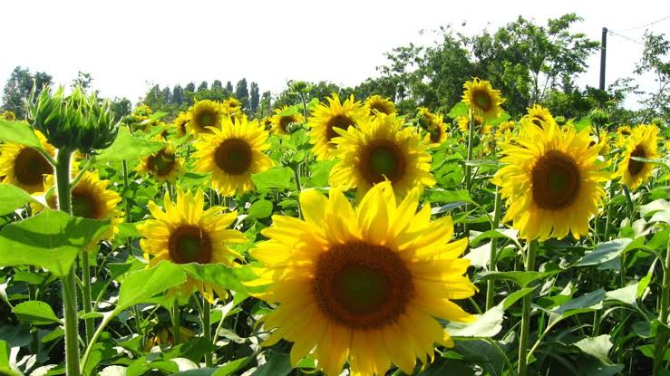 Sunflower farming in Haryana