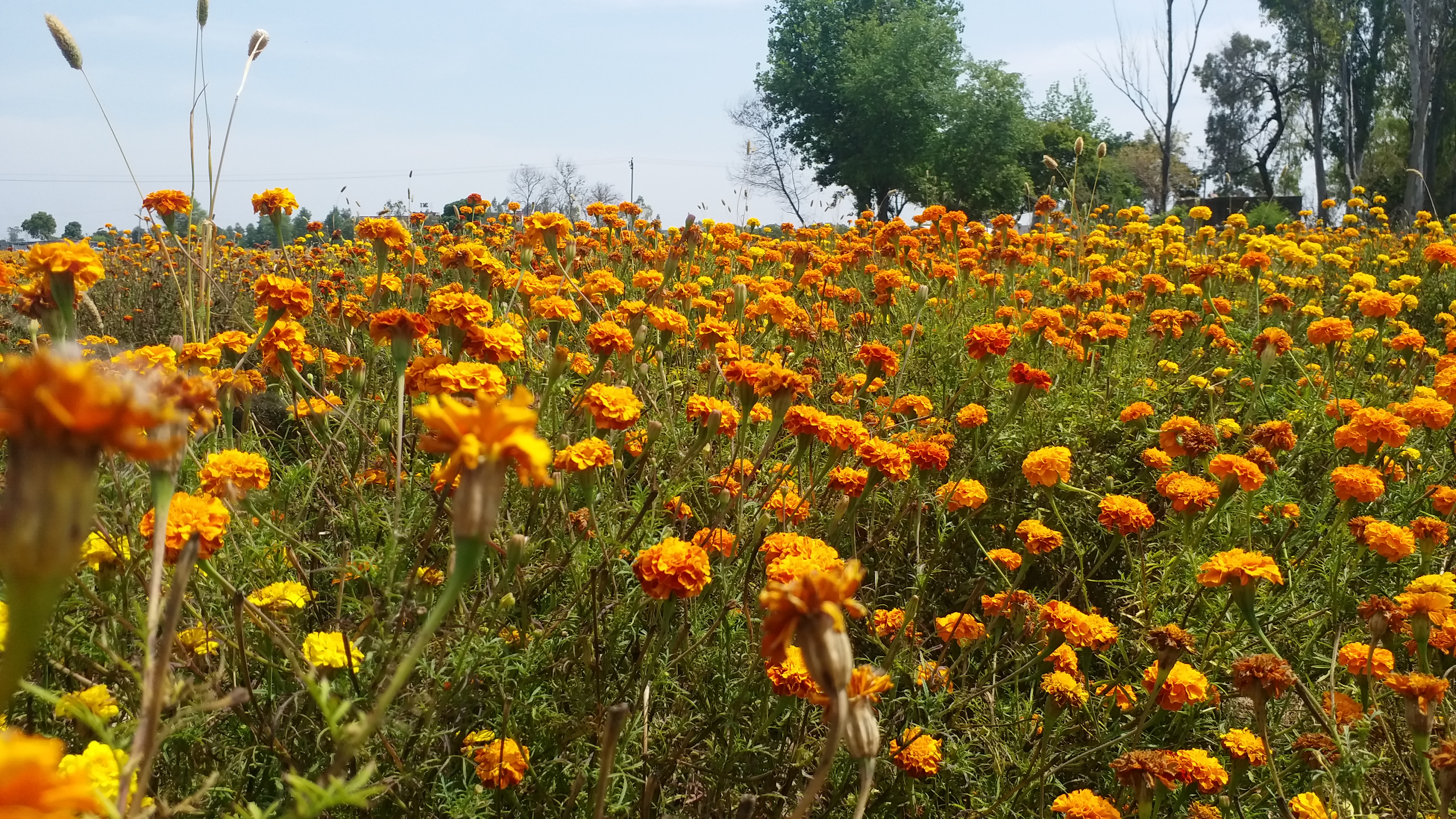 haryana flower farmers in loss of crore in last 15 days