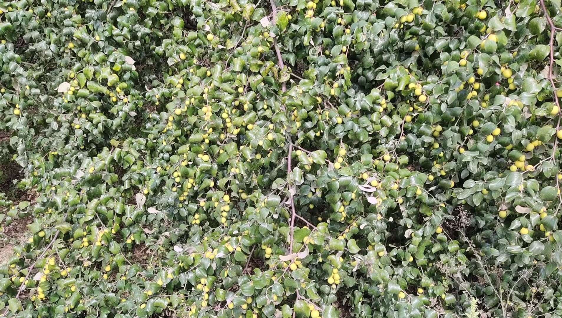 Plum Farmers in nuh