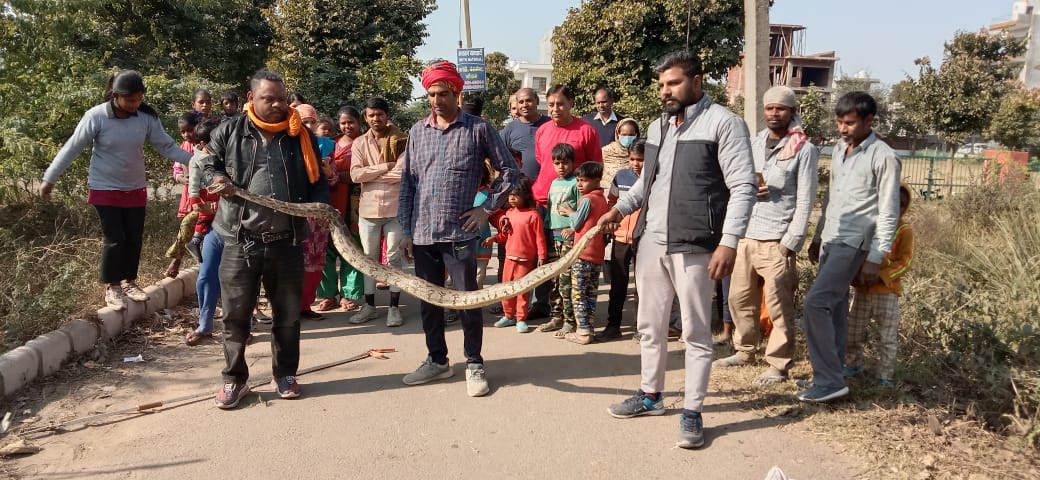 python found in panchkula