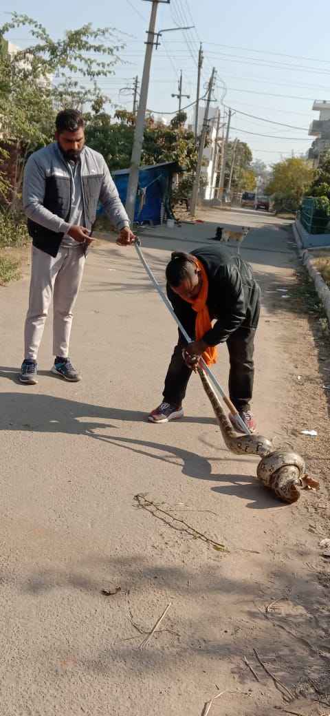 python found in panchkula