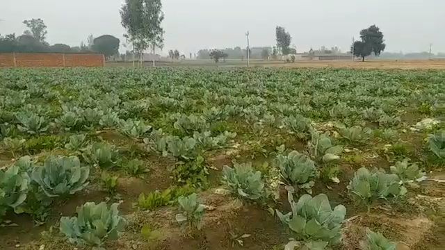 Contract farming of vegetables in Panipat