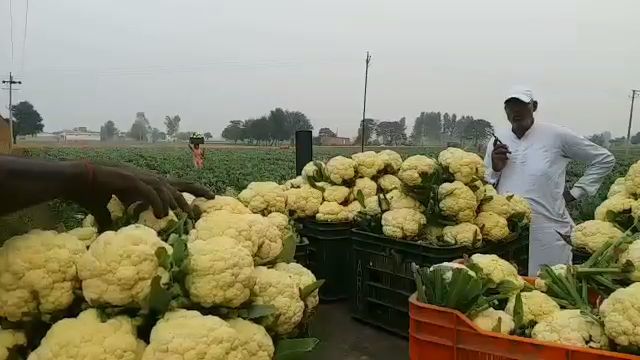 Contract farming of vegetables in Panipat