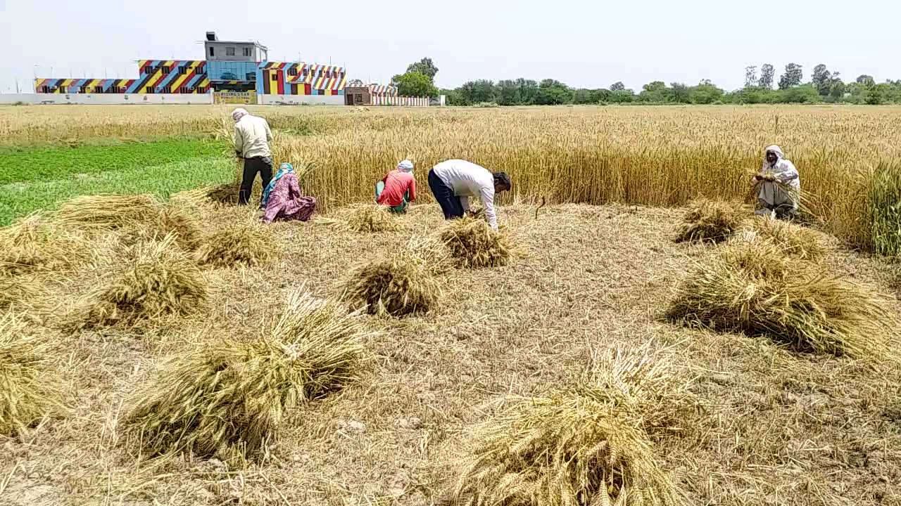 farmers of rohtak using dangwara pratha for harvesting crops