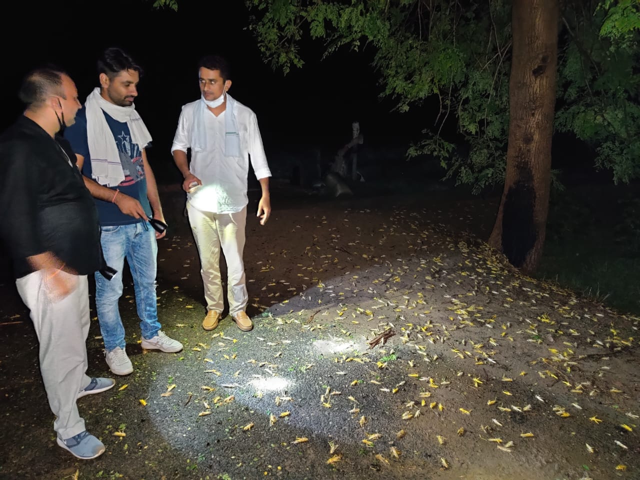 late night locust attack in khedi village of sirsa