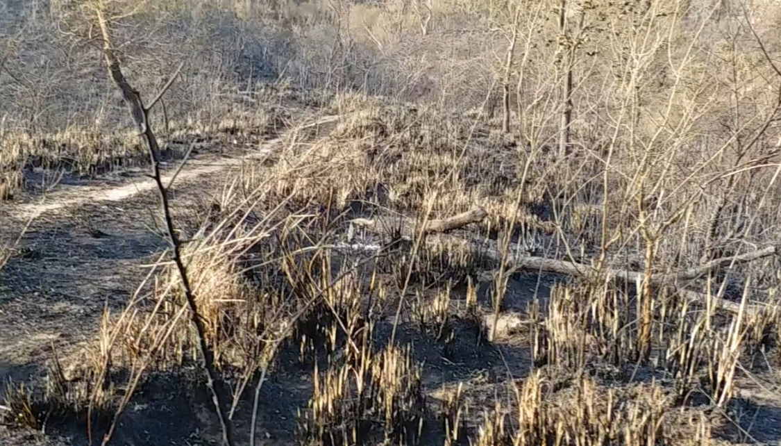 forest fire kalesar range yamunanagar