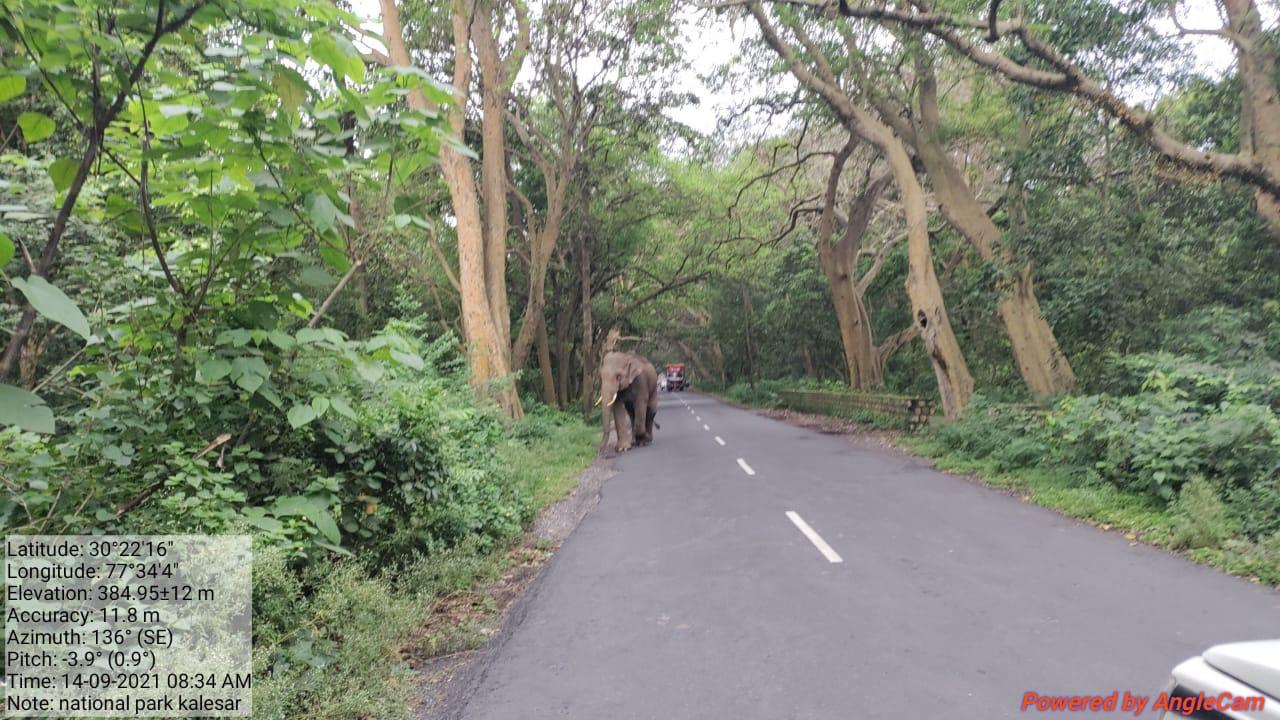 elephant on Ponta Sahib National Highway in Yamunanagar