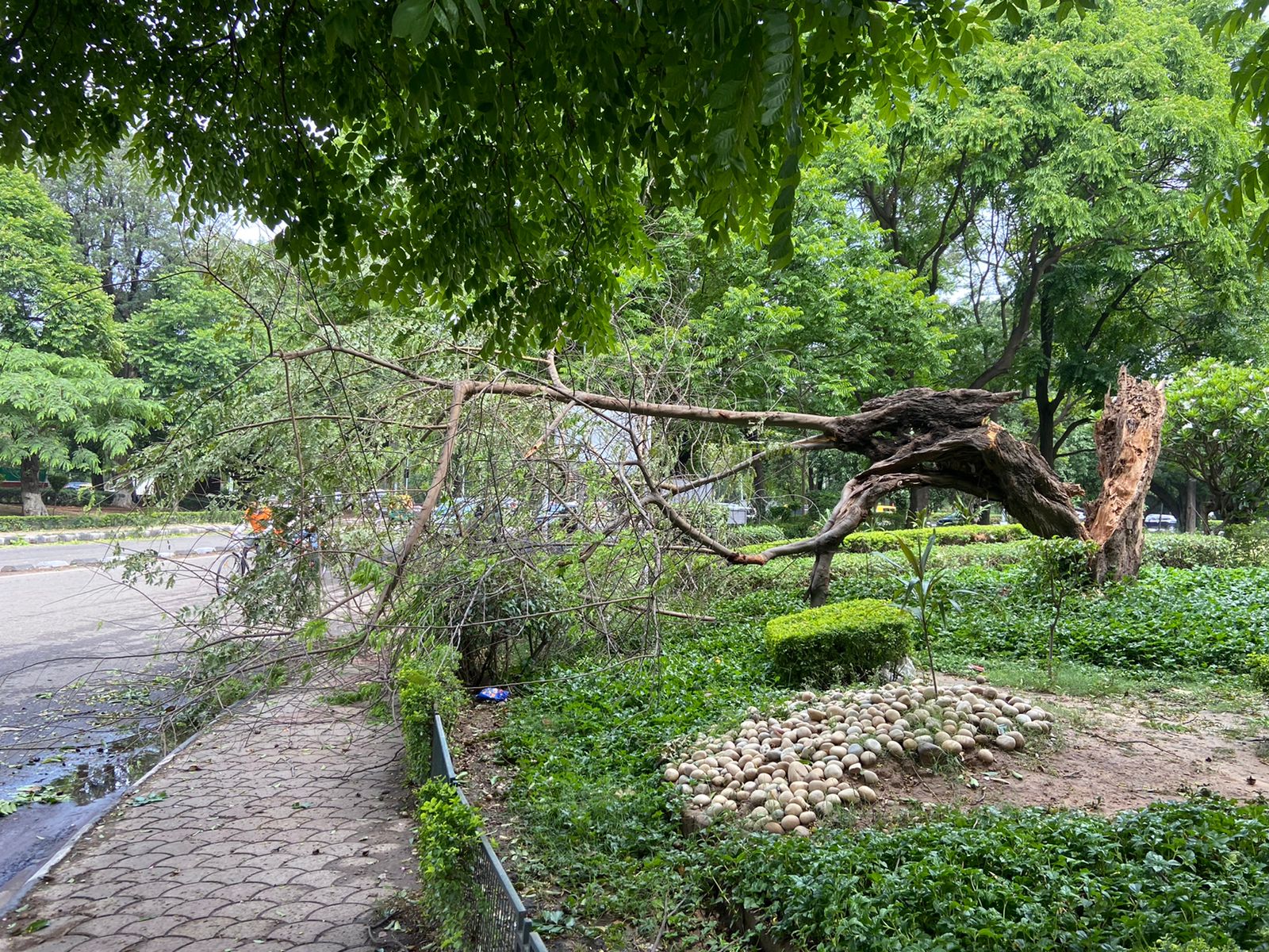 heritage trees in chandigarh