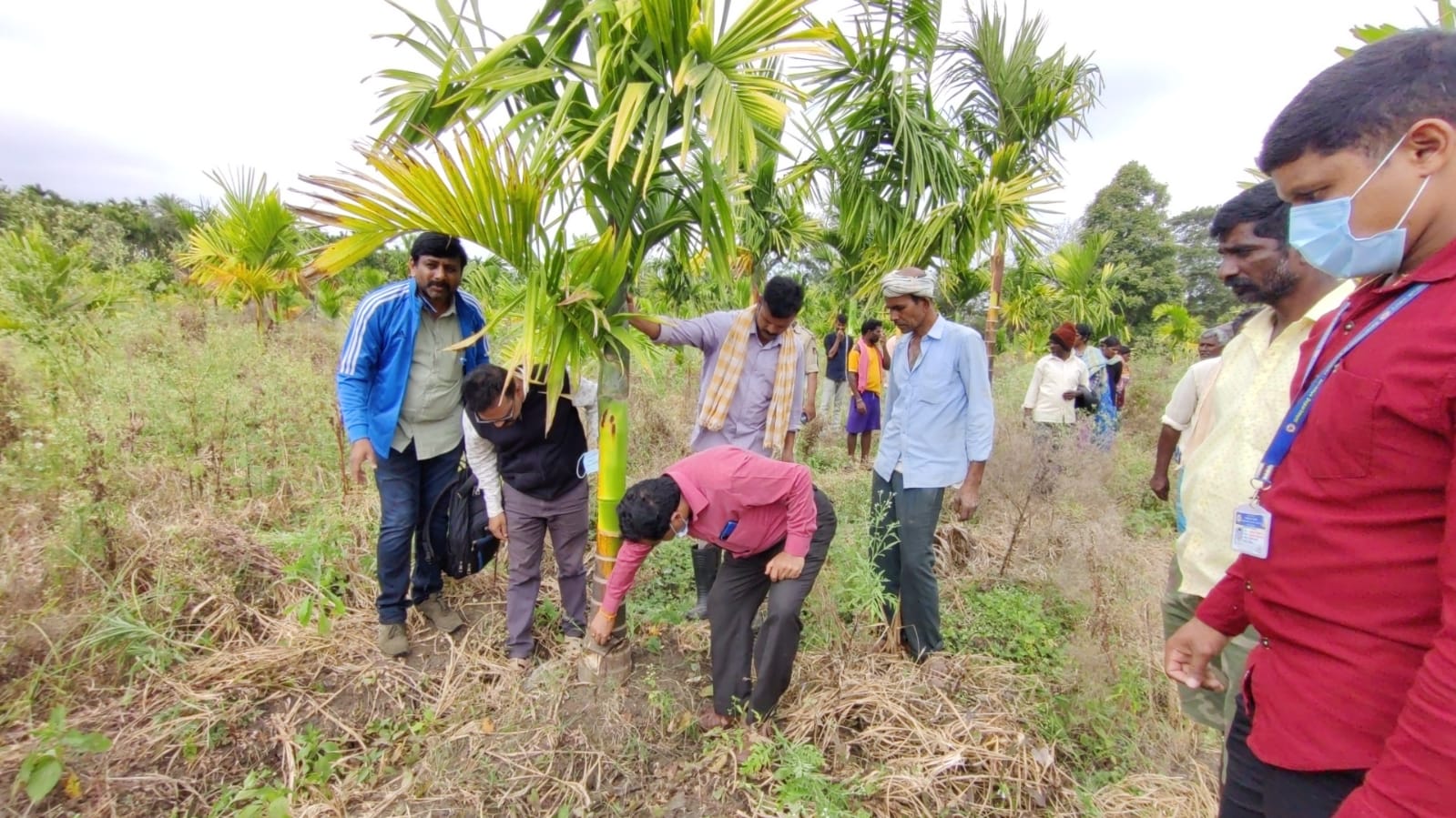 Arecanut tree destroyed in Hassan