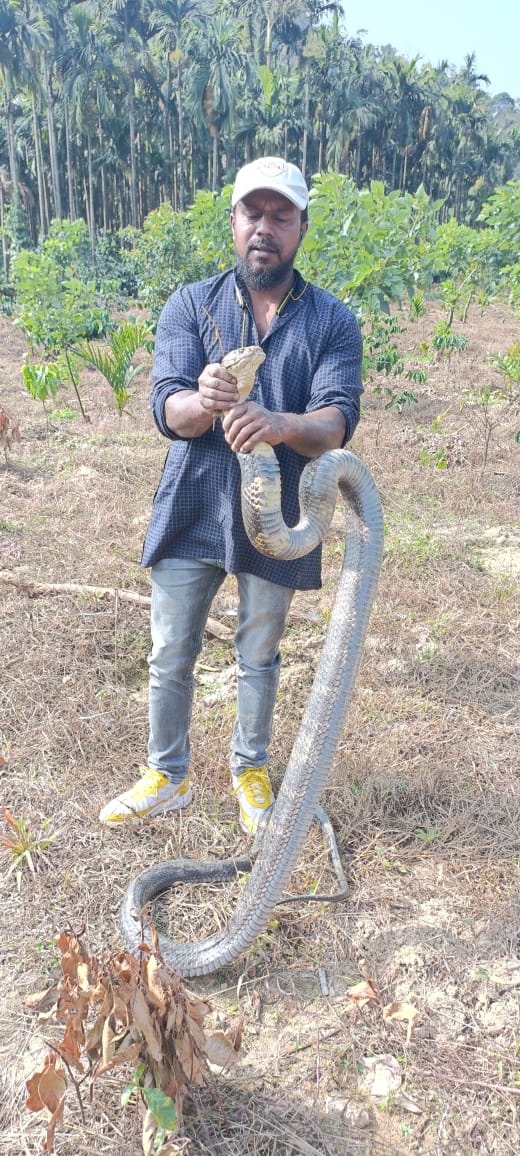 king-cobra-protected-in-chikkamagaluru