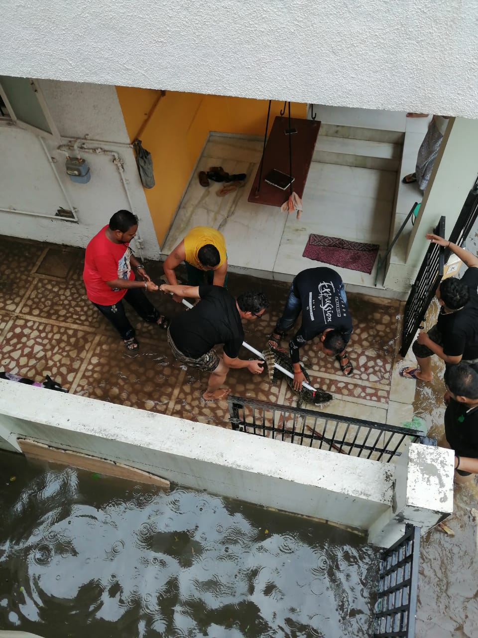 Crocodile came along with rain waters in residential areas of Vadodara