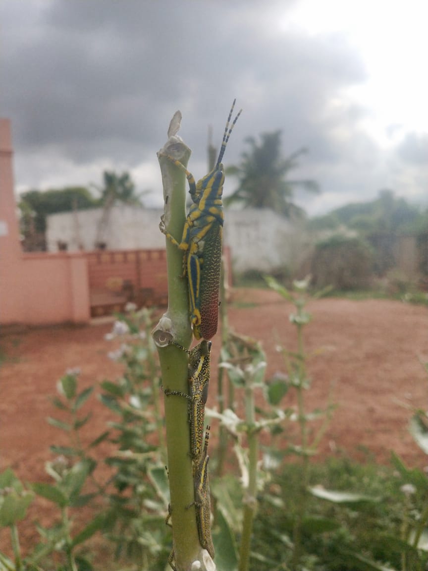 locust attacks