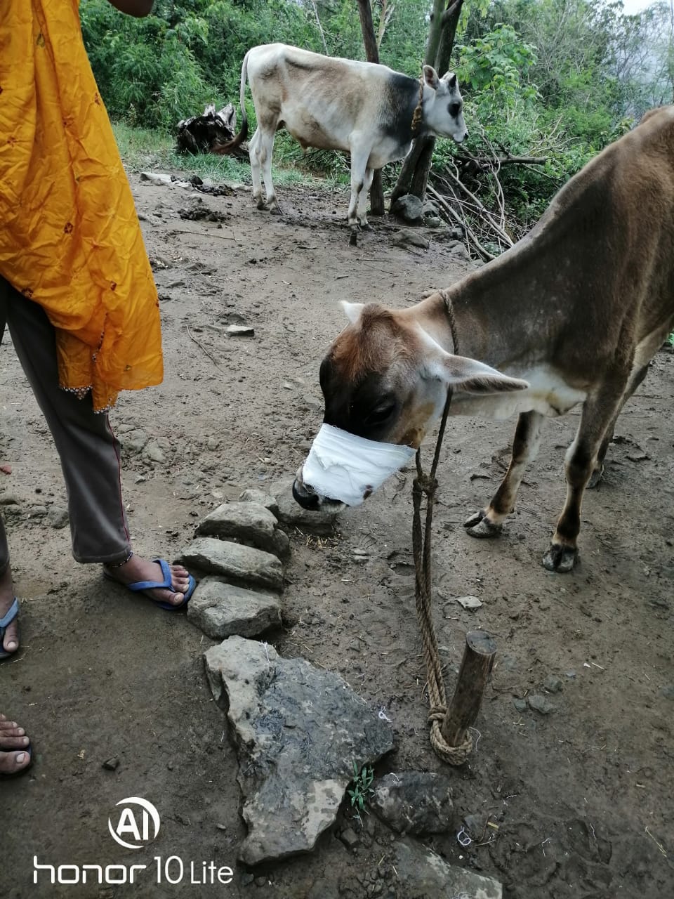 Cow Injured by explosive