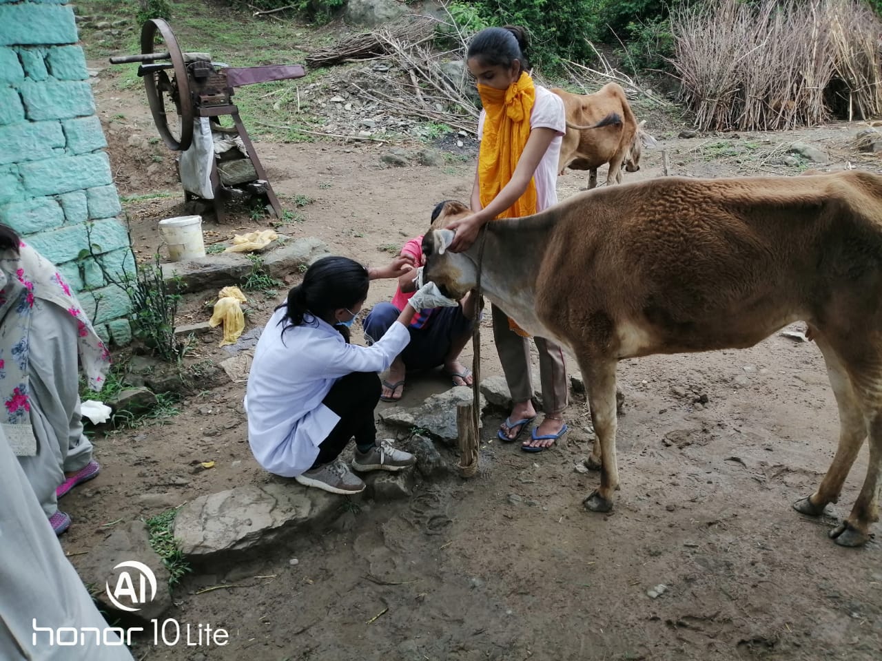 Cow Injured by explosive