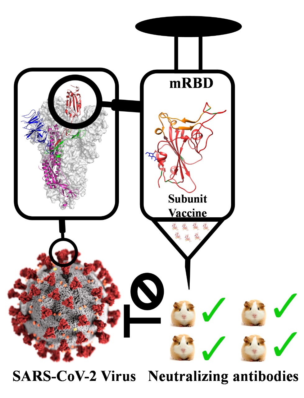 Developing effective vaccines