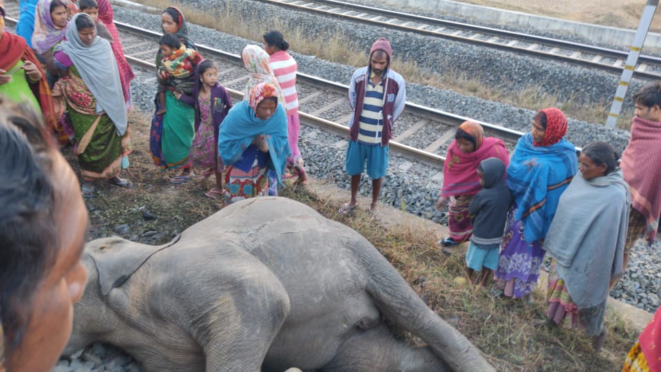 2 Elephants Killed After Being Hit By Train