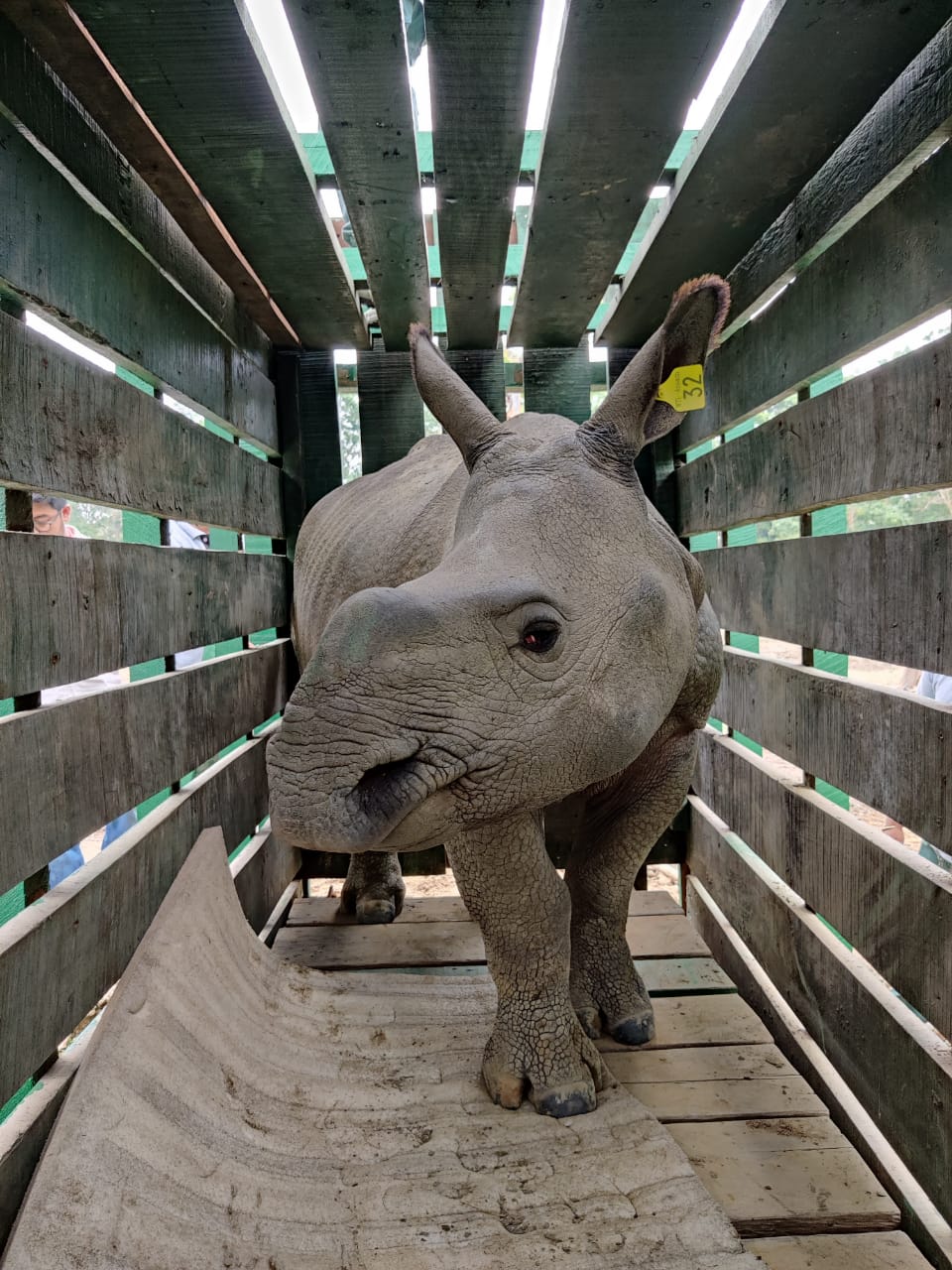 Three rhino calf to be translocated to Manas National Park