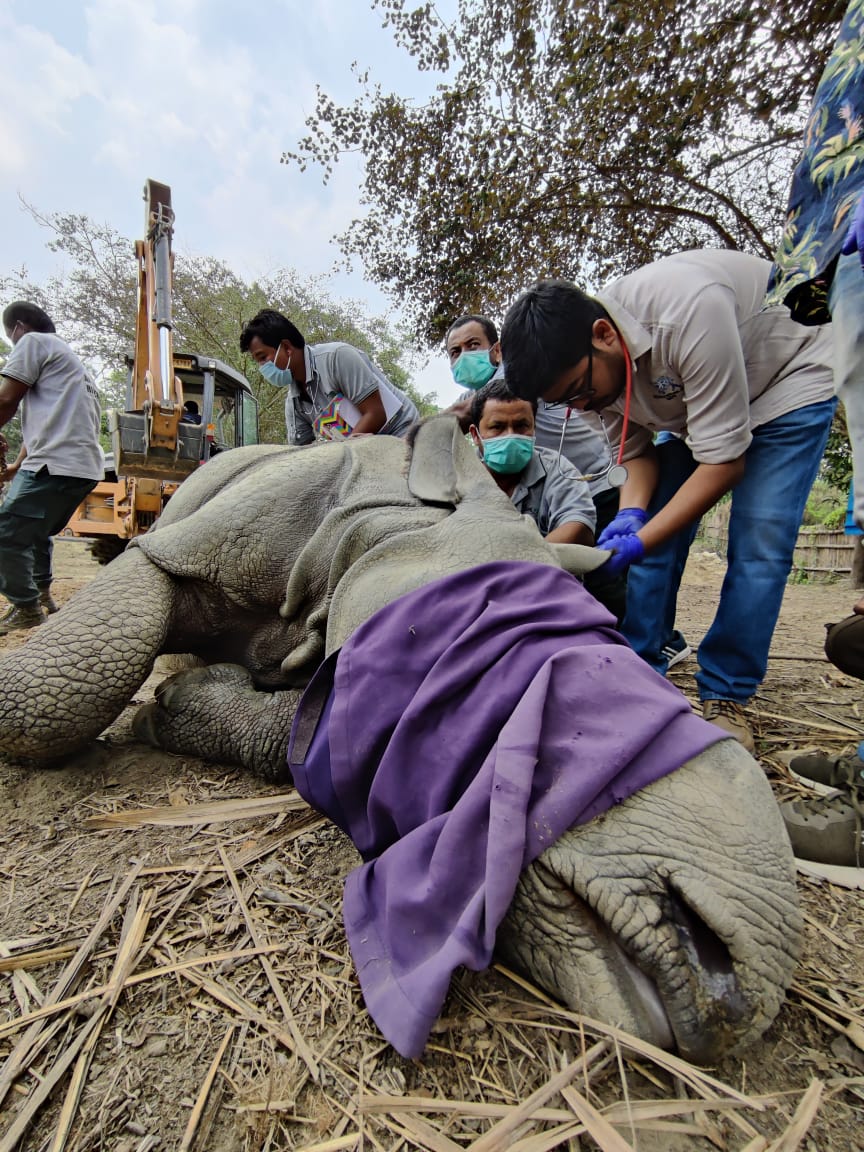 Three rhino calf to be translocated to Manas National Park