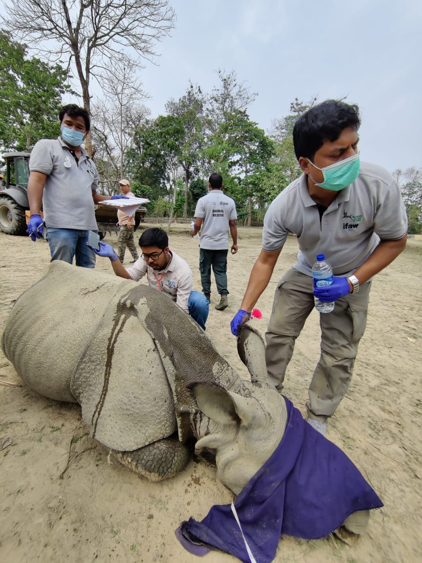 Three rhino calf to be translocated to Manas National Park