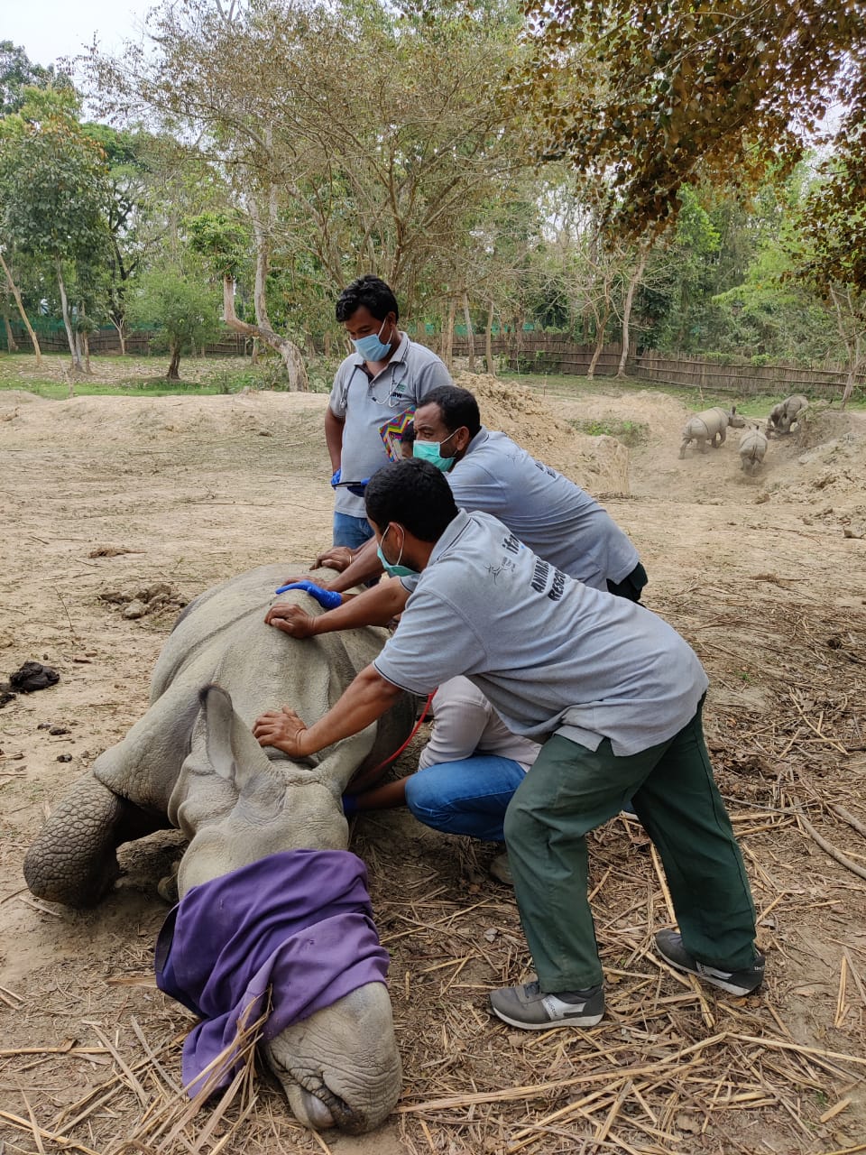 Three rhino calf to be translocated to Manas National Park