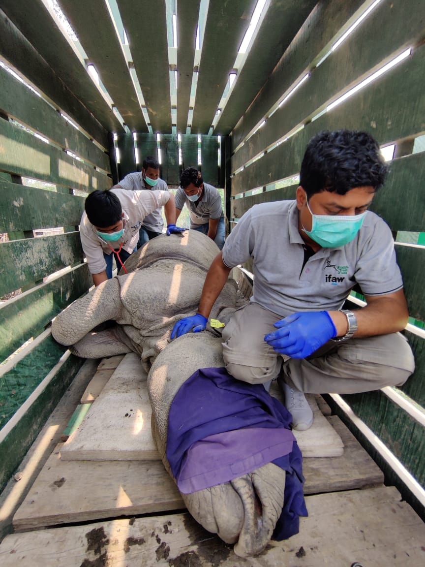 Three rhino calf to be translocated to Manas National Park