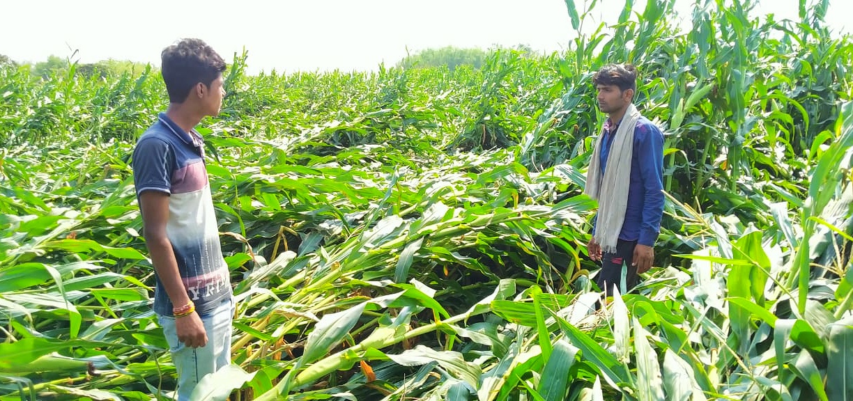 farmer disappointed