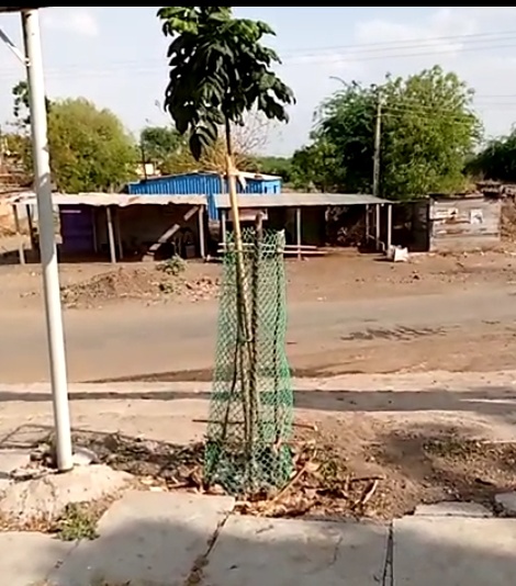 14 years boy is taking care of the trees in Kewad