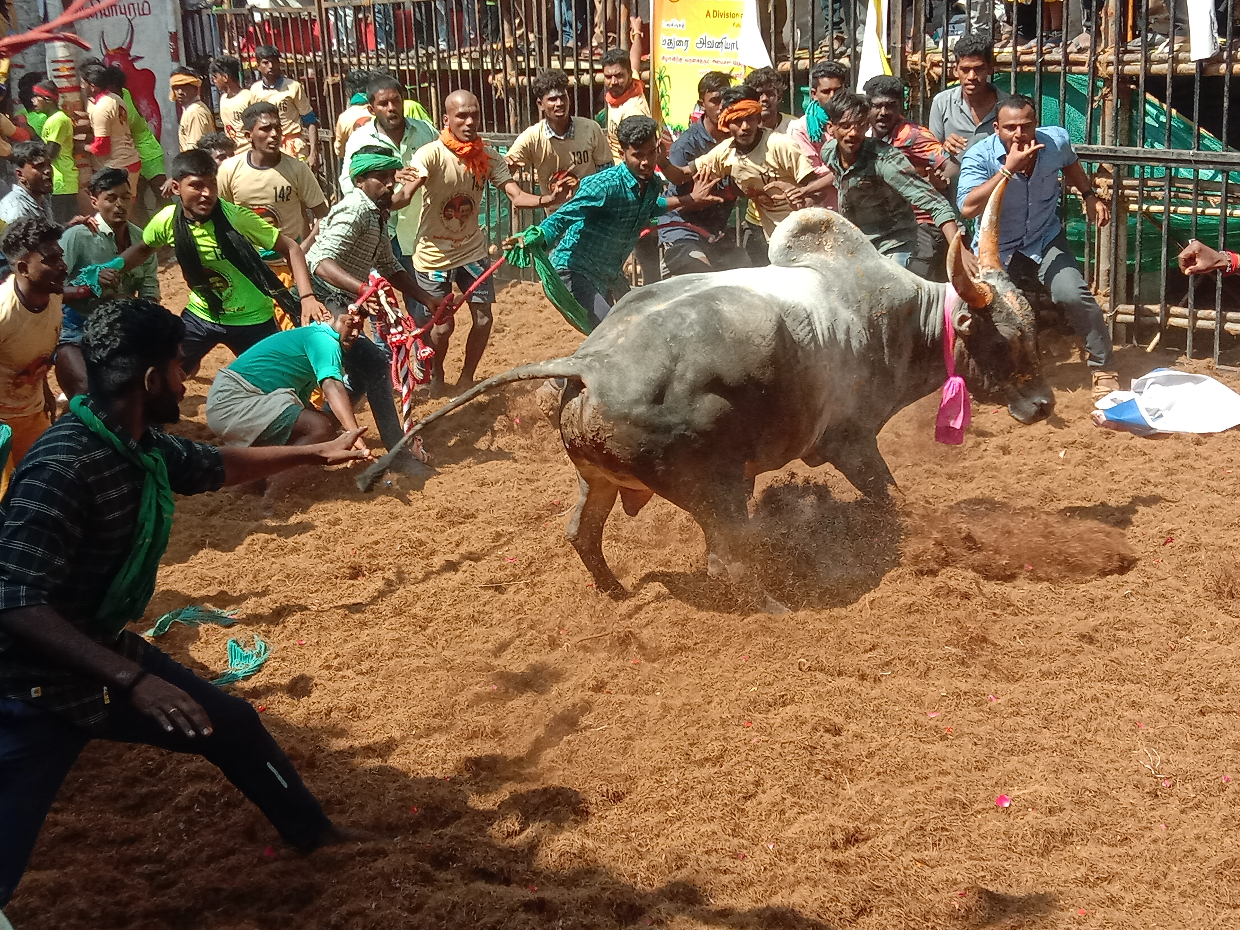 Jallikattu