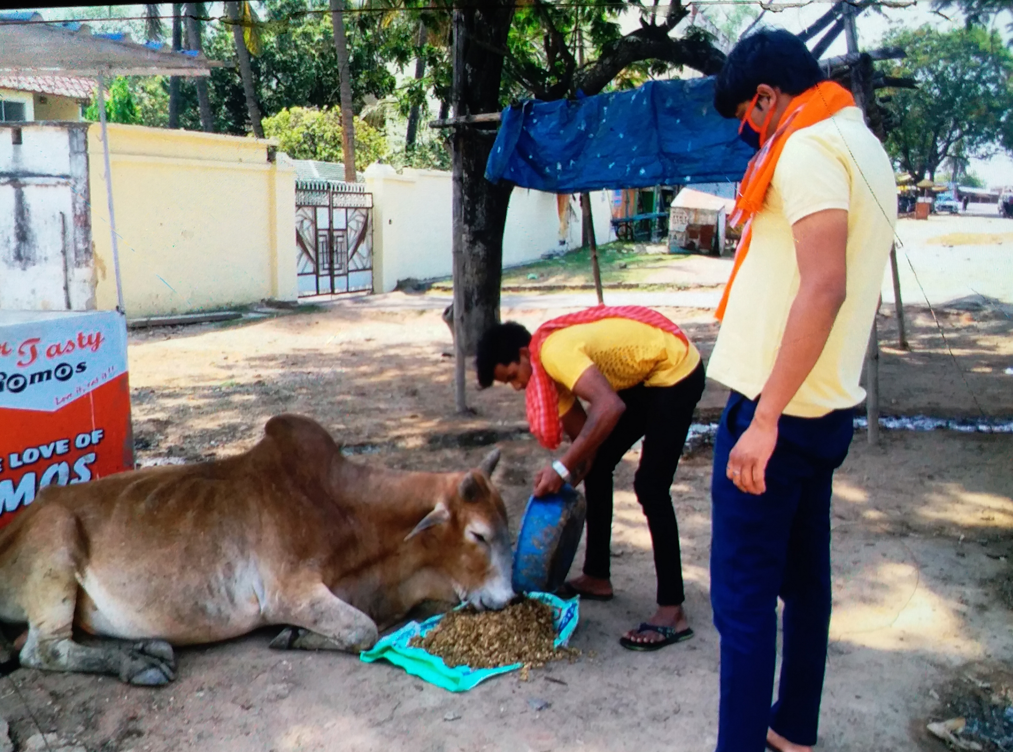 चारा खिलाते युवक