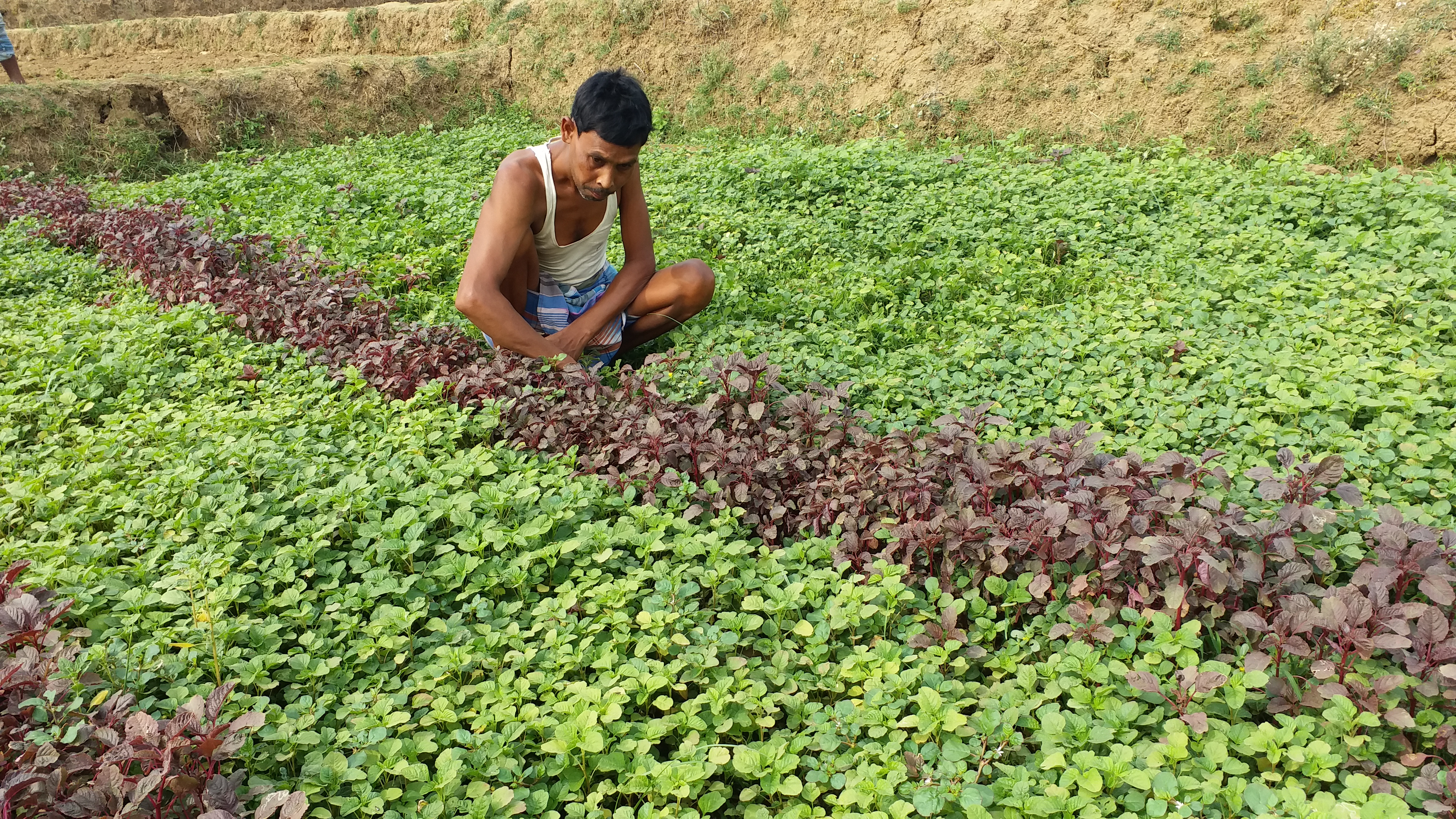 Government pond is proving to be boon for people in Dumka