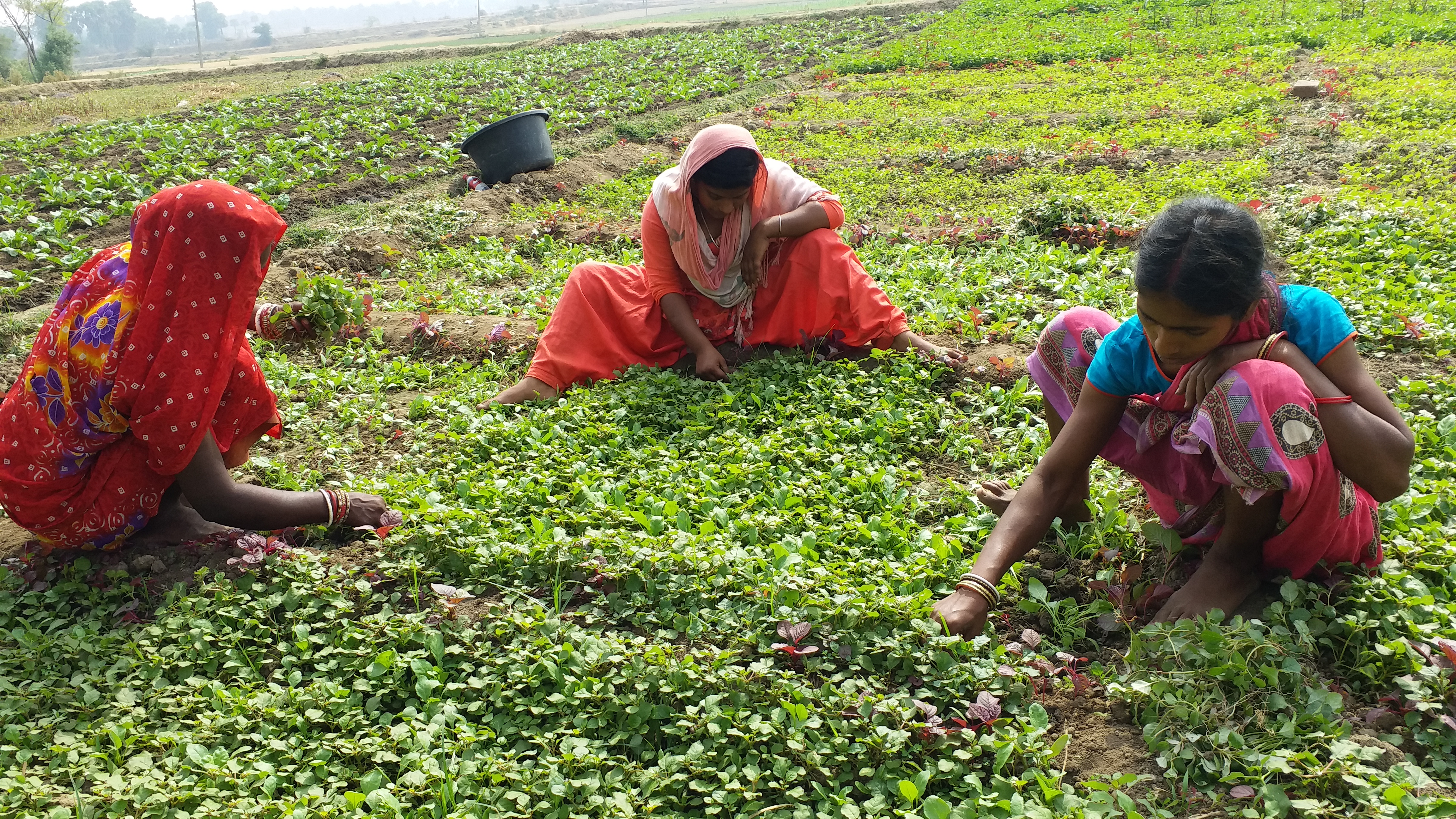 Government pond is proving to be boon for people in Dumka