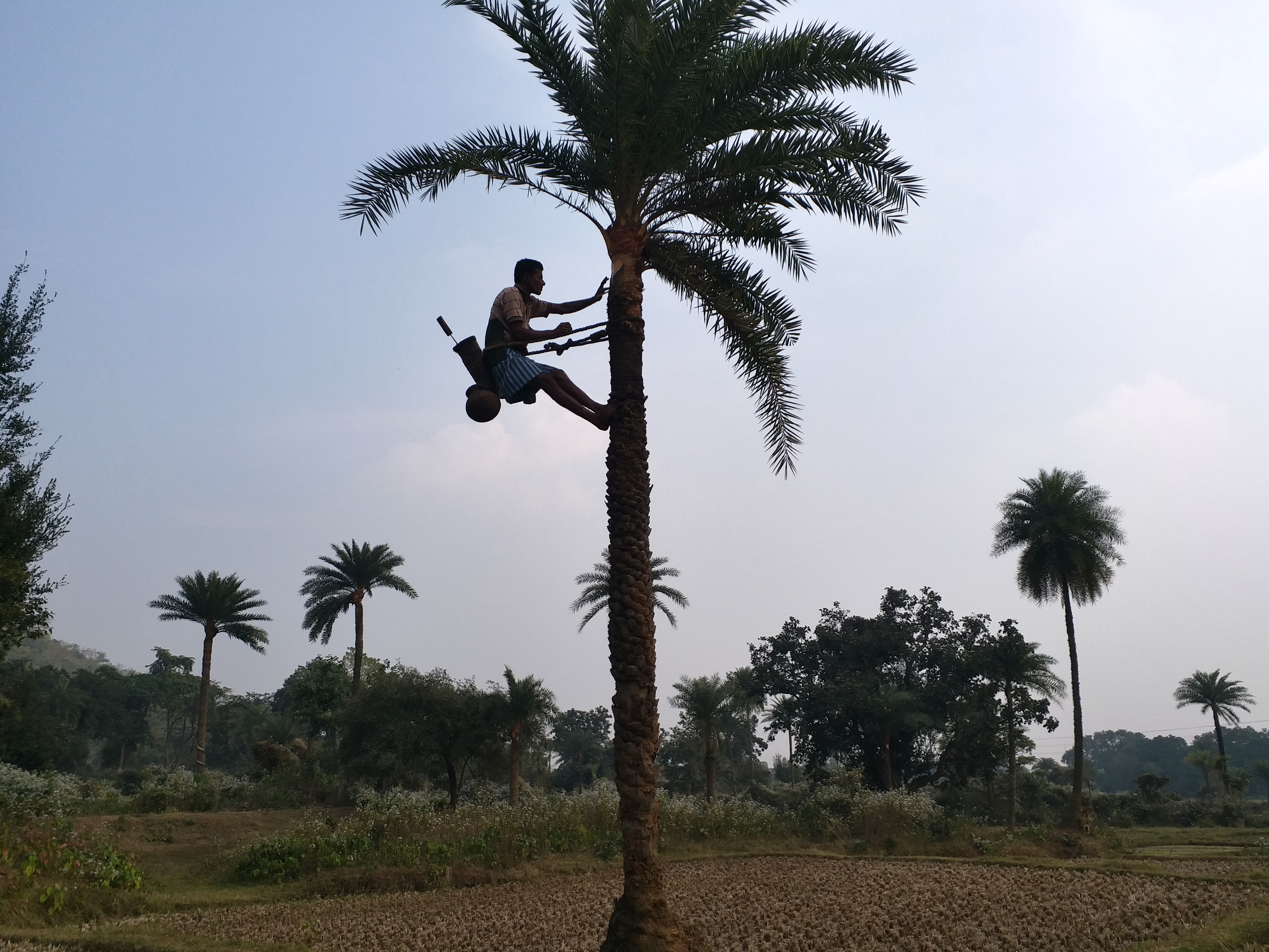 Khajur tree in dumka