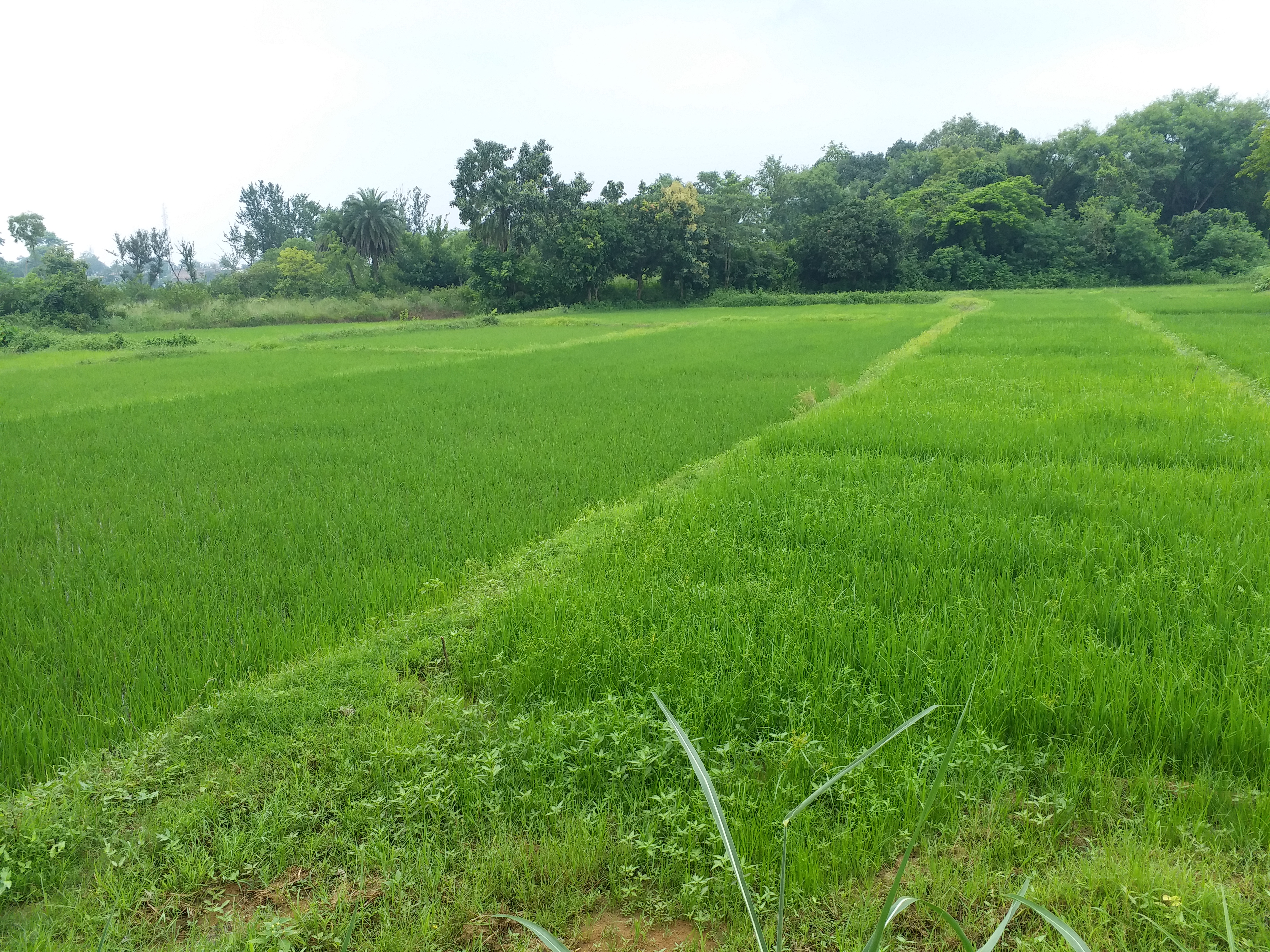 dumka bau research centre