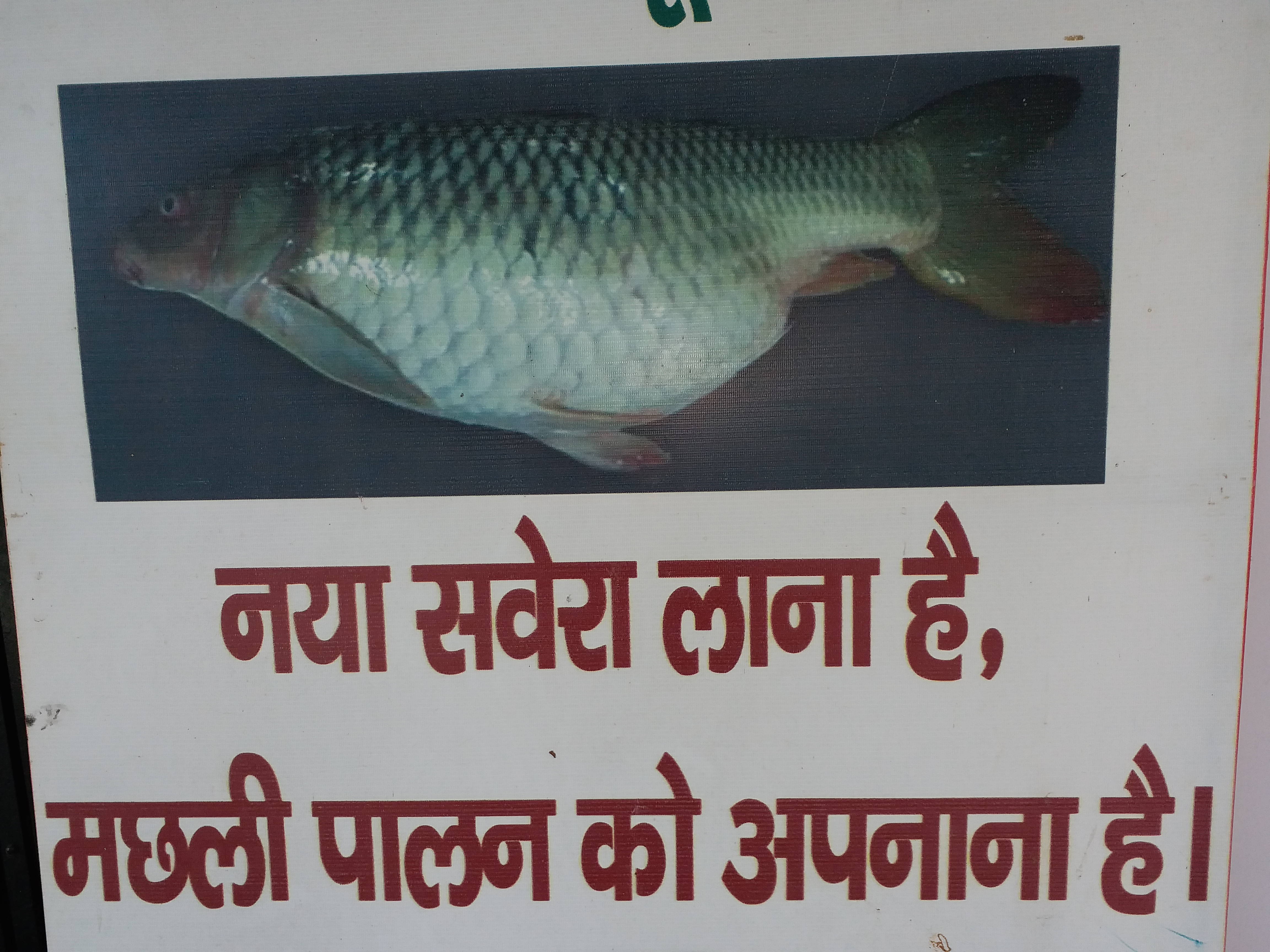 Fish Farming by biofloc technology in dumka, subsidy for fish farming