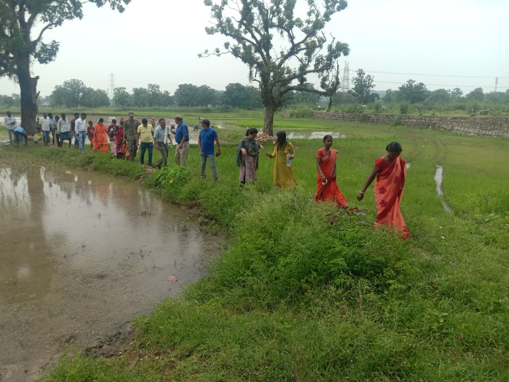 East Singhbhum DC Singhpura Panchayat inspection planted paddy with farmers