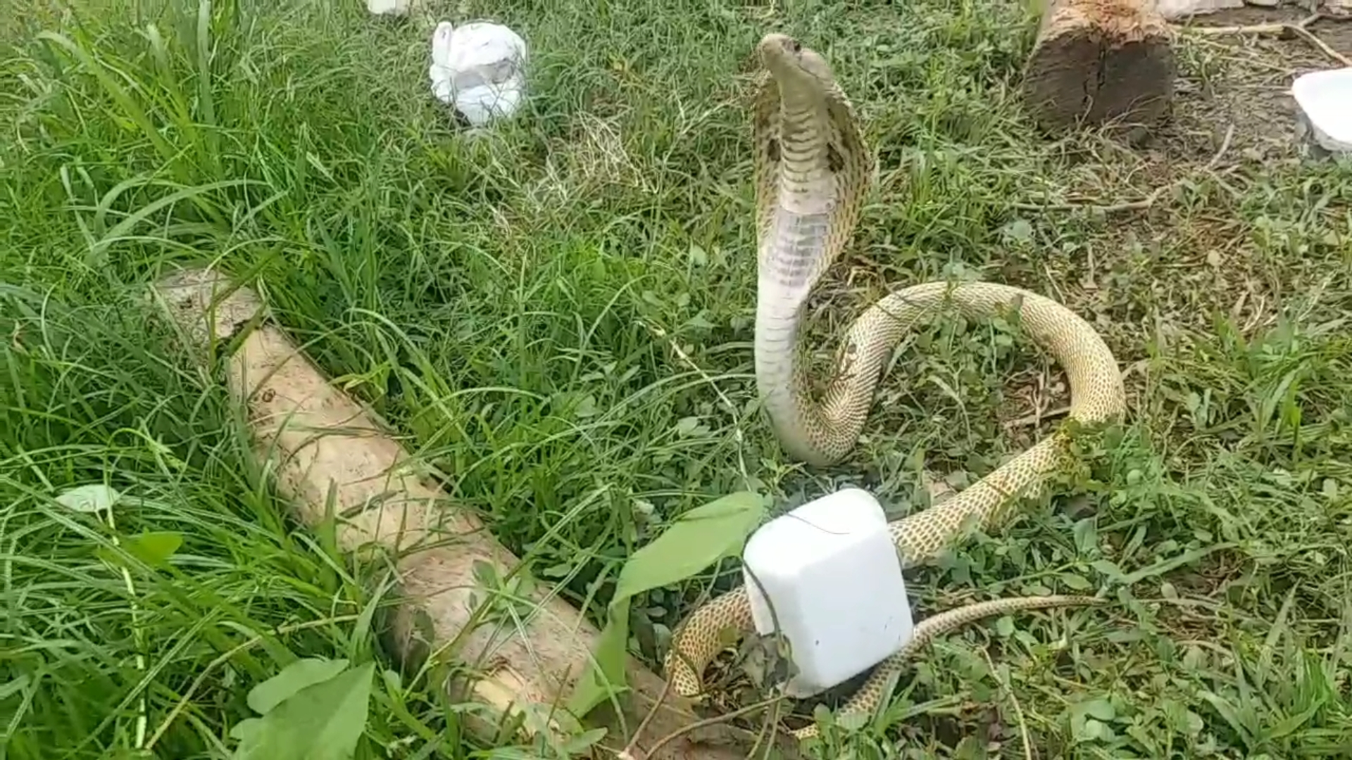 people died due to perform conjuring on snakebite in Jharkhand