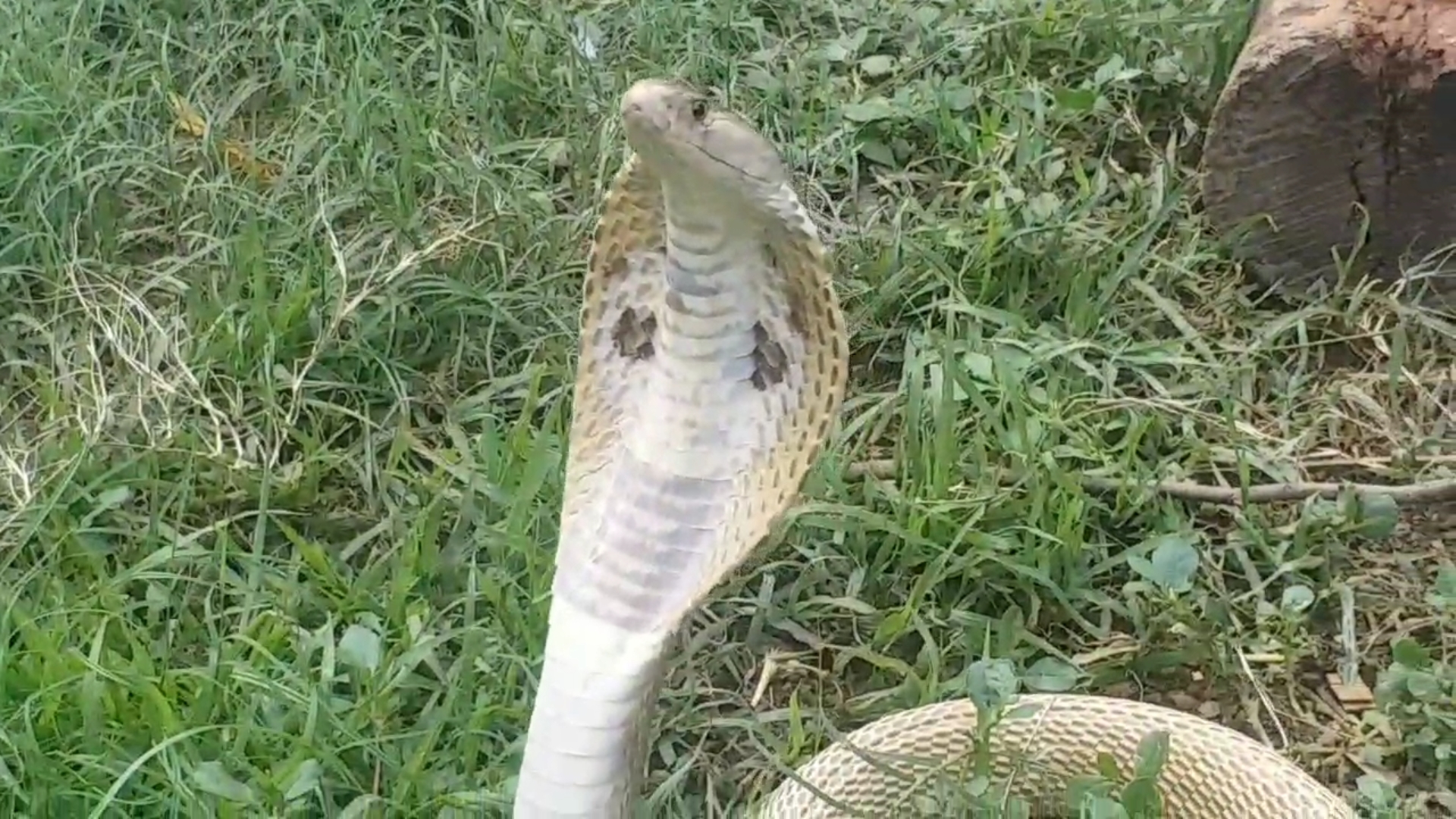 people died due to perform conjuring on snakebite in Jharkhand