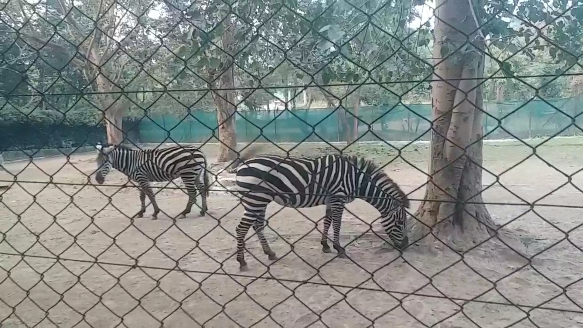 Preparations to change arrangement of Tata Zoological Park Jamshedpur