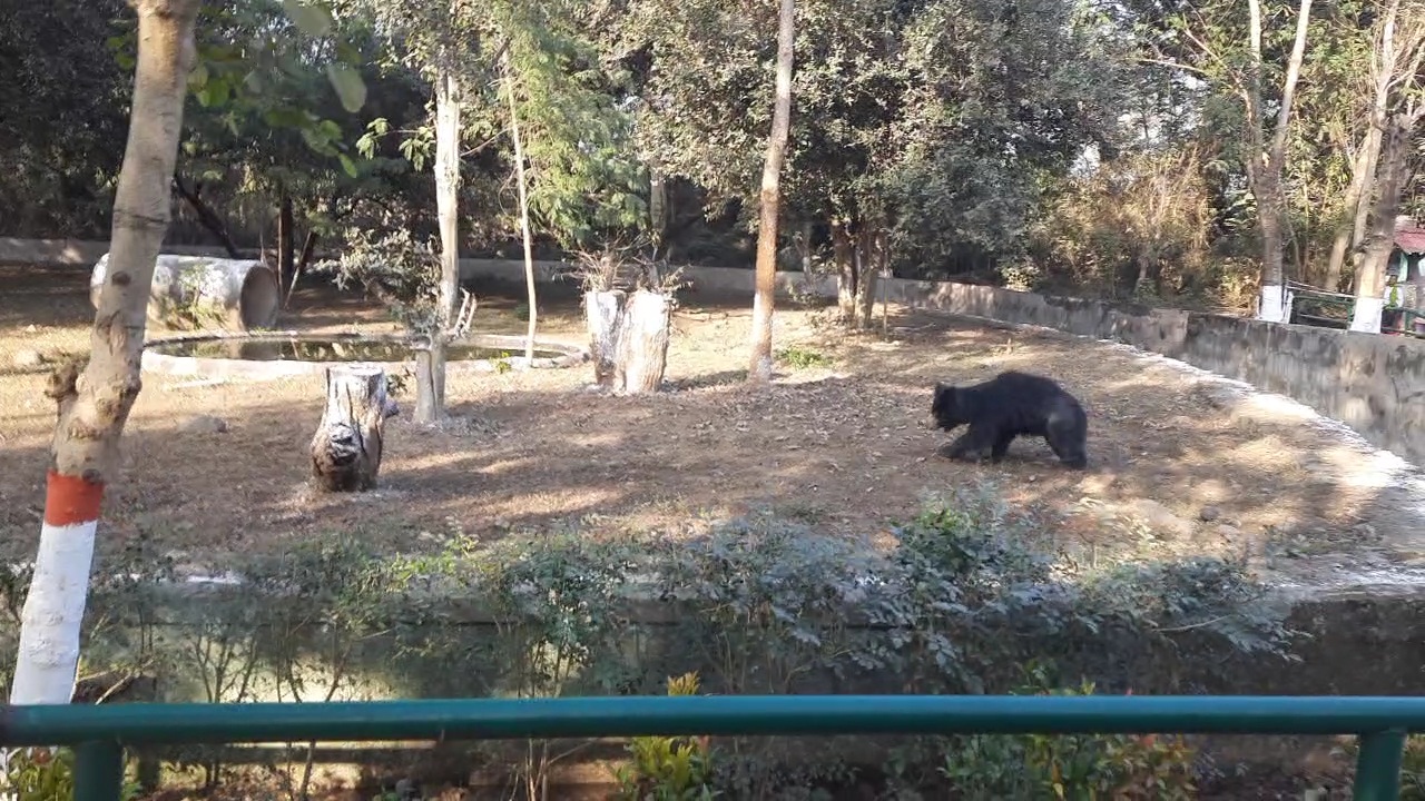 Jamshedpur Tata Steel Zoological Park modernized for tourists